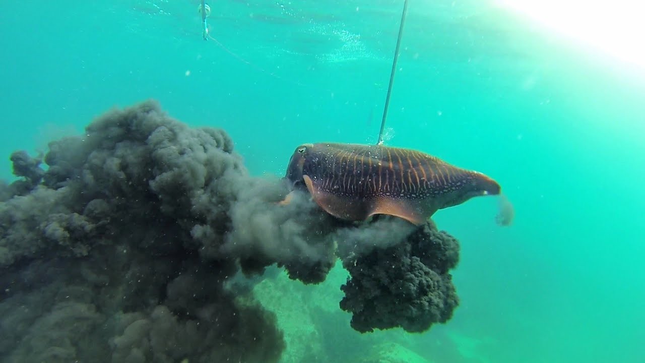 Spearfishing sepia 4KG