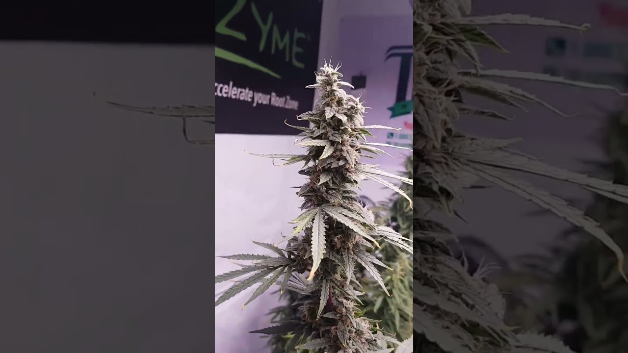 mizzflo420grow - Grow your own legal cannabis and enjoy the full benefits of healing naturally. #tnb