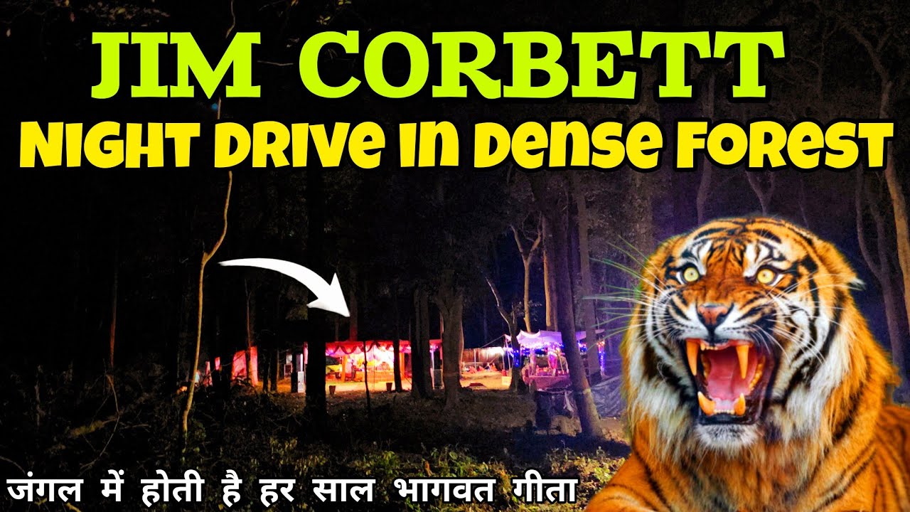 Night Drive in Dense Forest | Jim Corbett | घने जंगल में है माता का मंदिर | #uttarakhand #wildlife