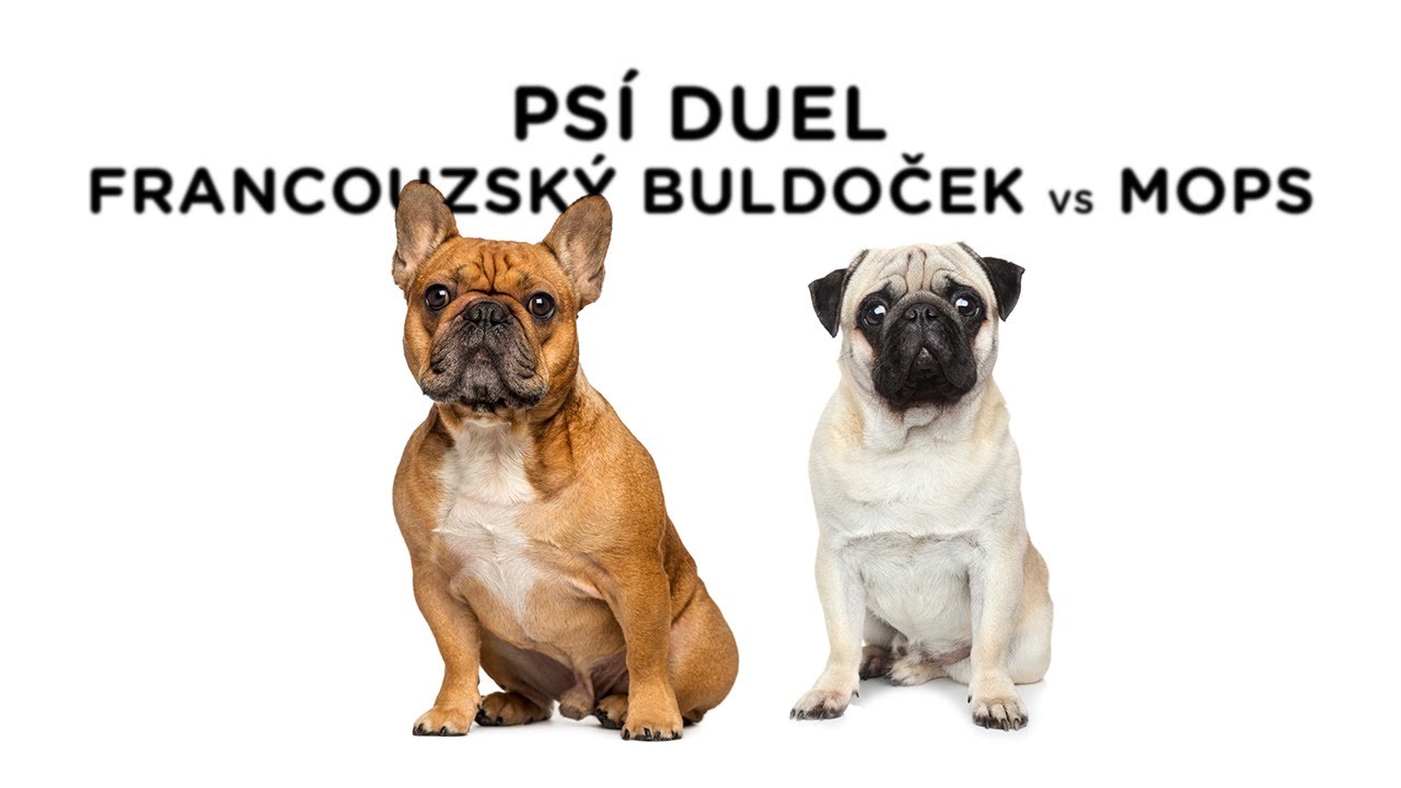 Duel - Francouzský buldoček vs Mops - Tlapka TV