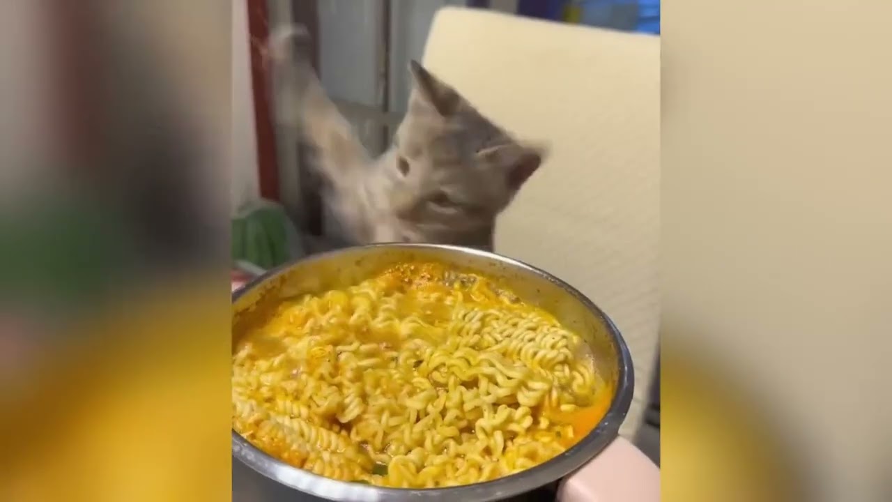 funny video compilation