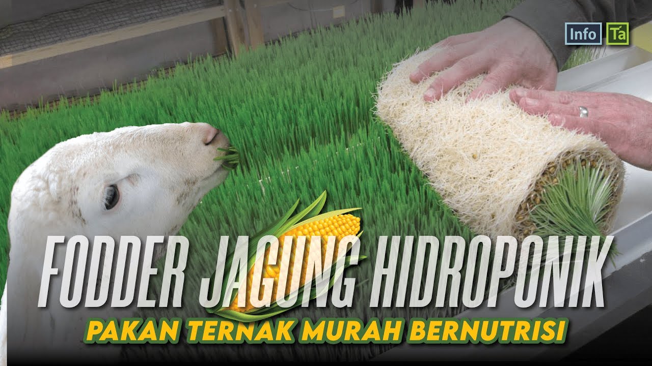 Fodder Jagung Hidroponik Pakan Ternak Murah Mernutrisi