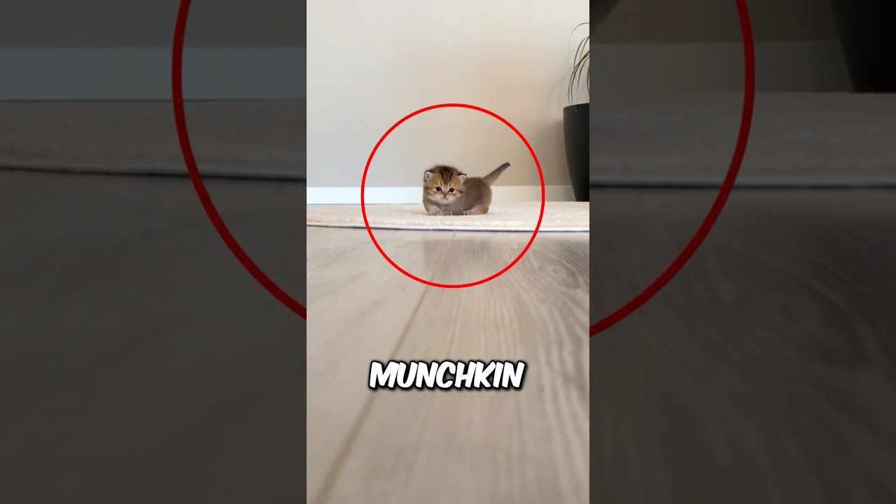 Три самые маленькие породы кошек