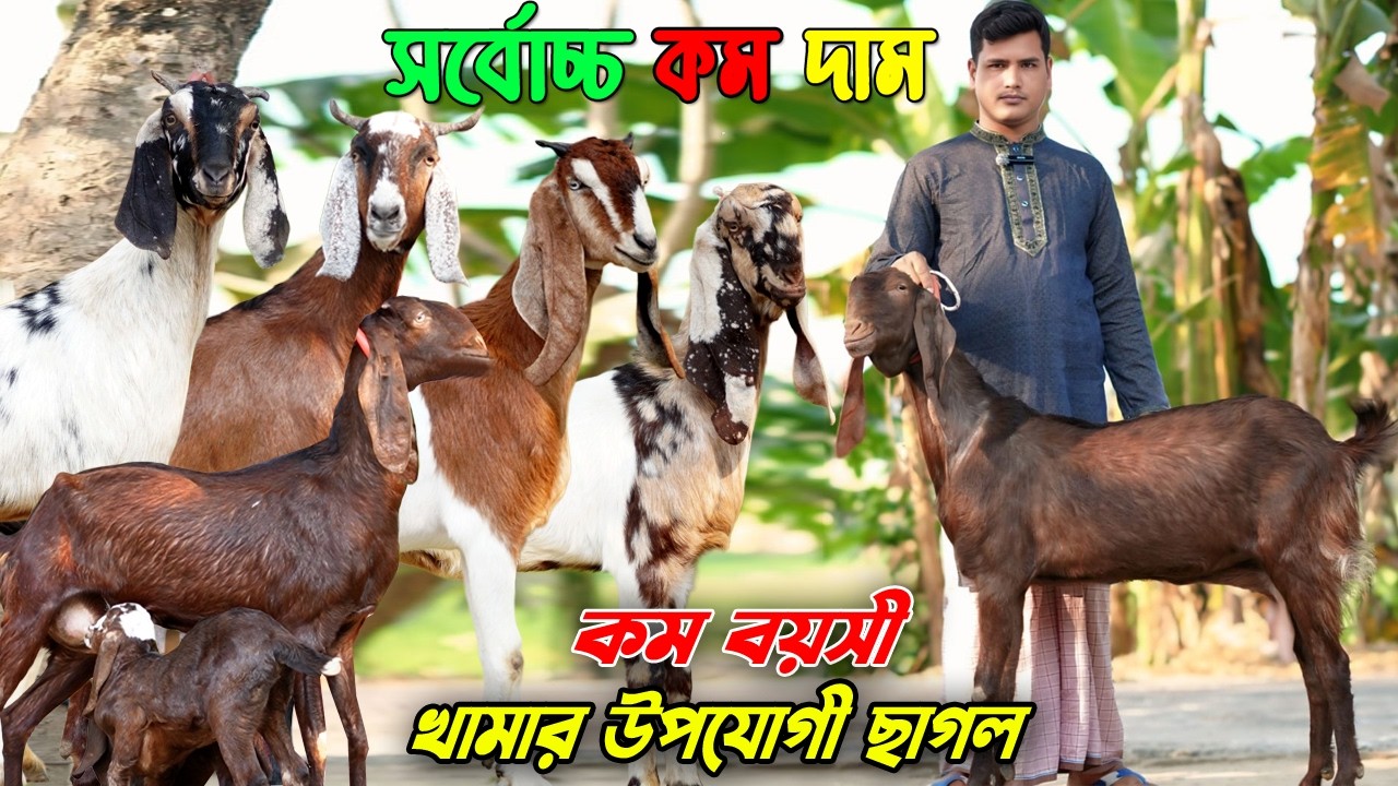 সর্বোচ্চ কম দামে খামার উপযোগী ছাগল কিনুন। সারা বাংলাদেশ ডেলিভারী চার্জ ফ্রি।
