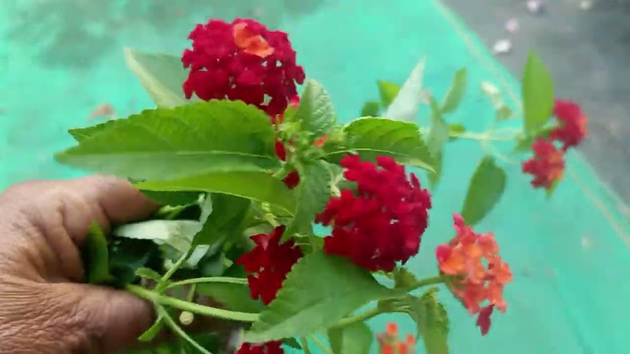 ❤️EDANS MARIYA HOME GARDEN ❤️