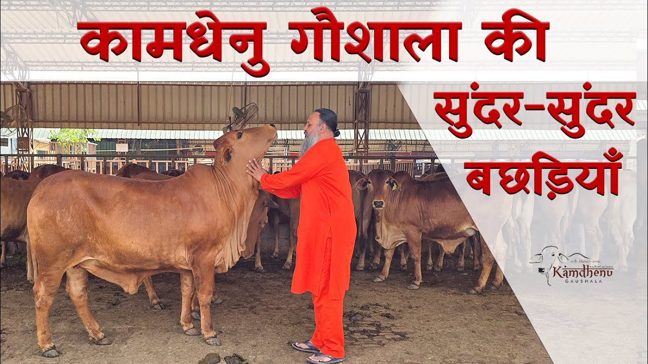 कामधेनु गौशाला की सुंदर-सुंदर छोटी बछड़ियाँ । #Sahiwalheifers #kgsg #kamdhenugaushala #sahiwalcows