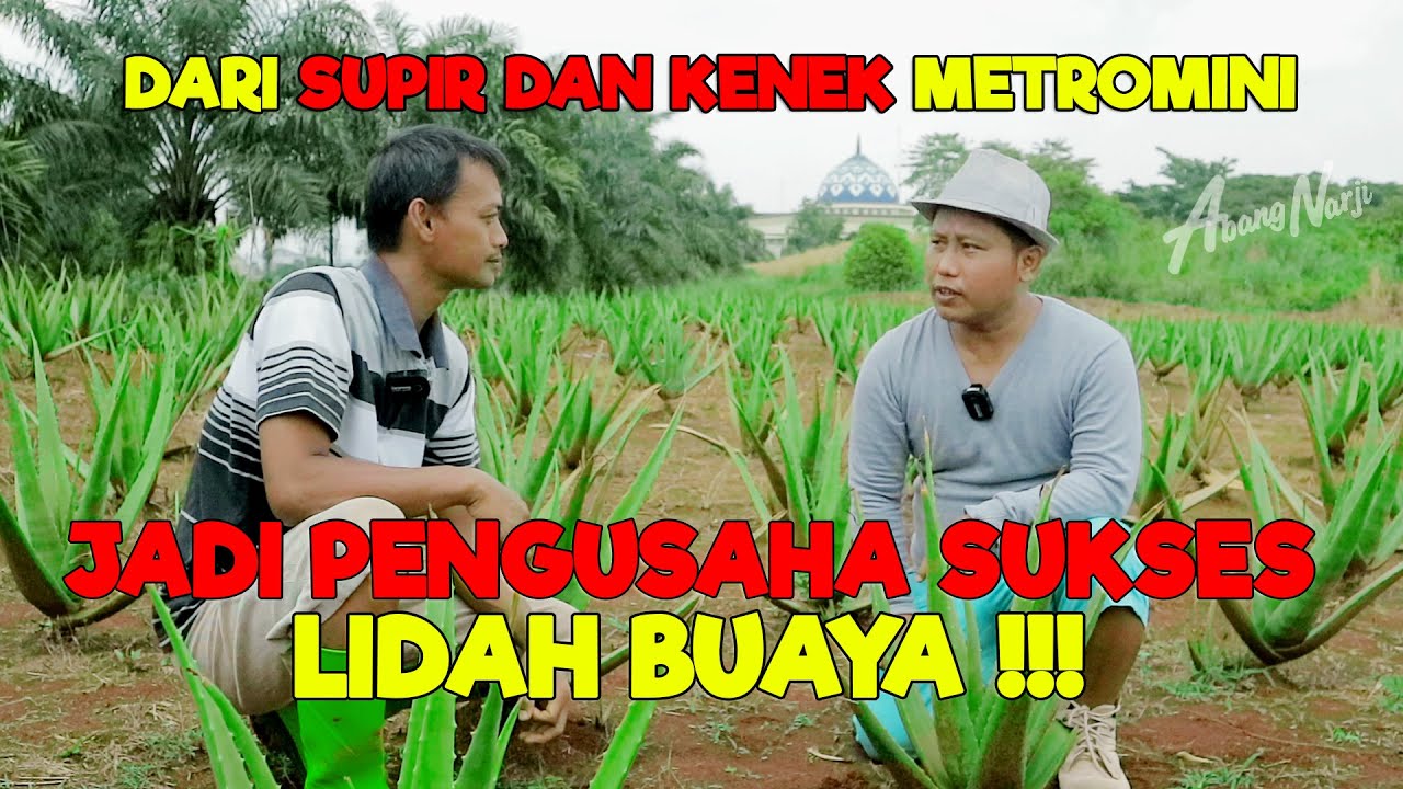 DARI SUPIR DAN KENEK METROMINI JADI PENGUSAHA SUKSES LIDAH BUAYA || KISAH INSPIRATIF - JURAGAN LAHAN