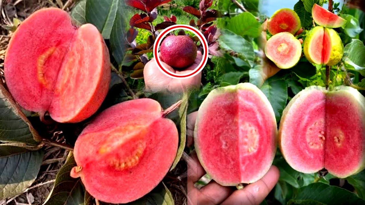 Black diamond Guava and red diamond Guava Farming / अमरूद की खेती Guava plant 