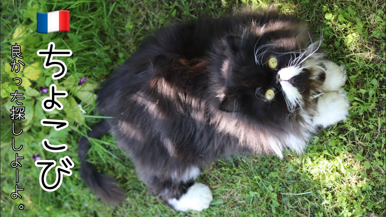 【庭でのんびり遊ぶ猫】【フランス🇫🇷サバイバル生活】