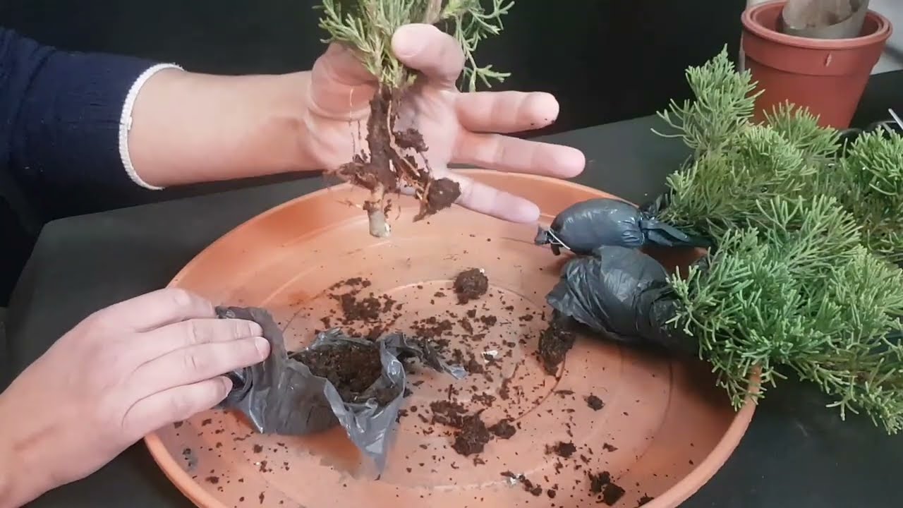 ACODO DE JUNIPERO PARA BONSAI... REPRODUCCION O CLONACION??