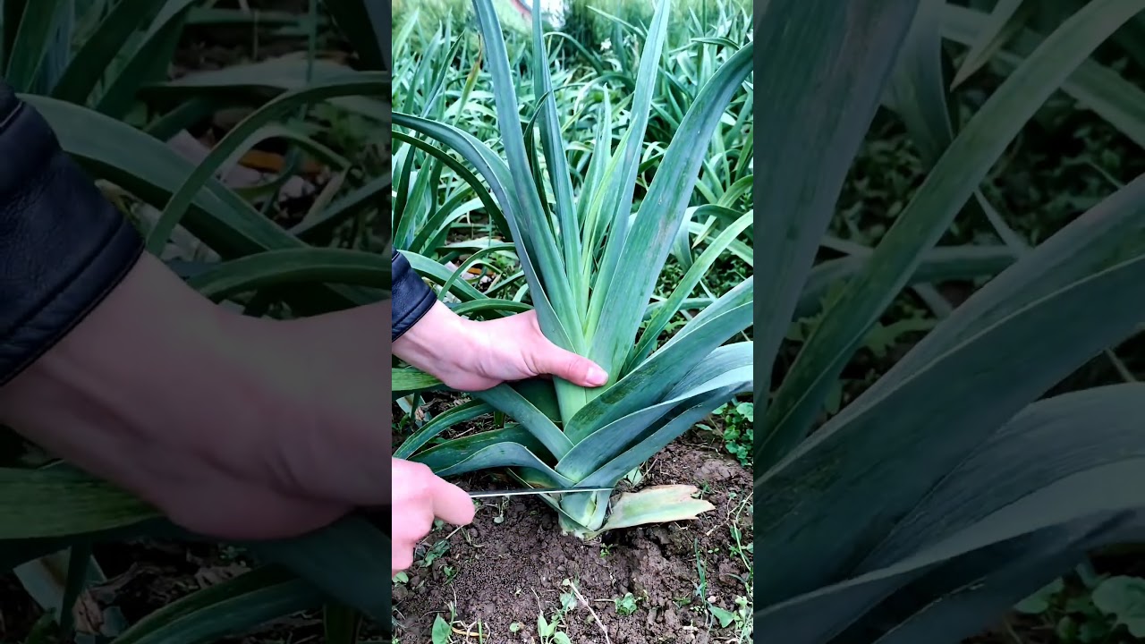 Garlic Leaves  In Stir Fry The Best 👌 #satisfying #shortsvideo