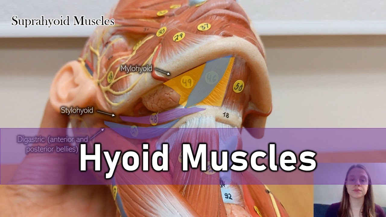 Hyoid muscles