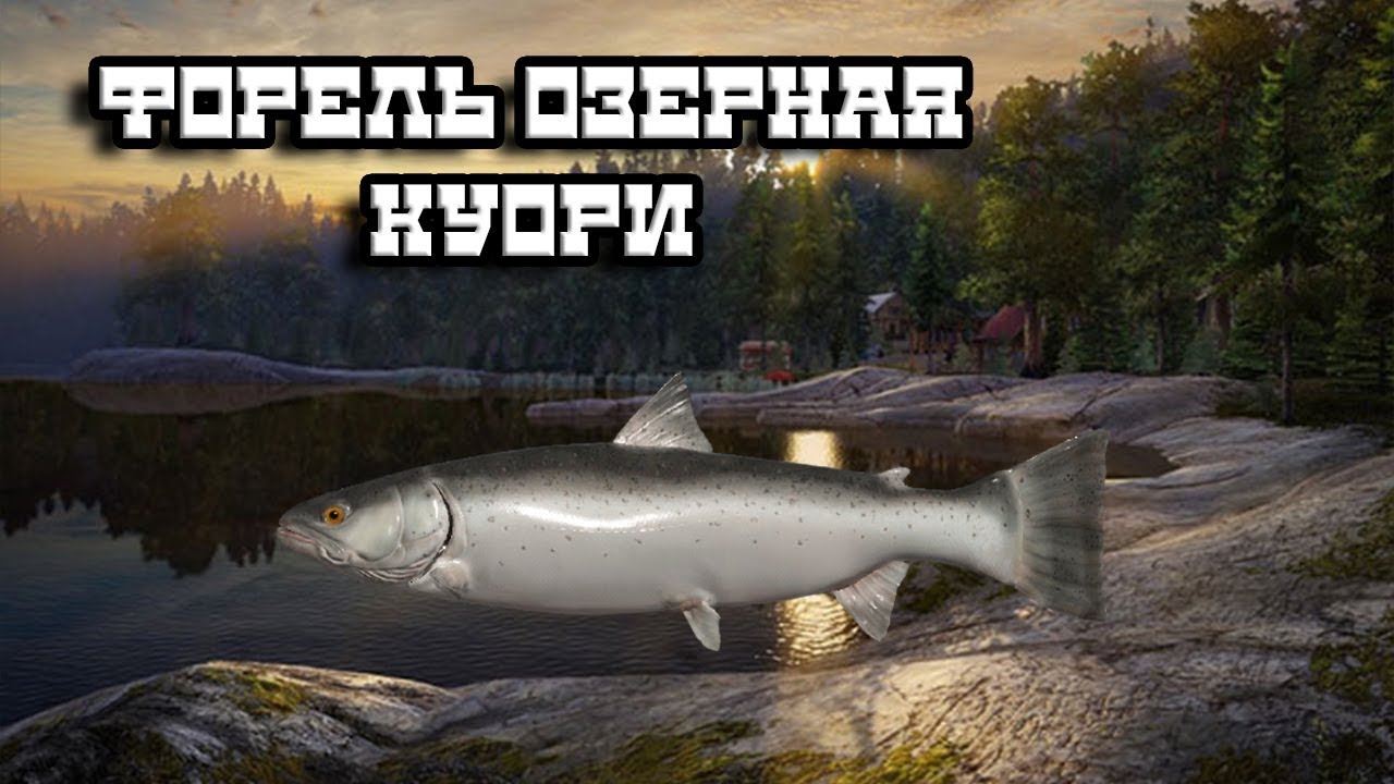 РР4   Поход на Куори за трофейной Форелью!!!!!!