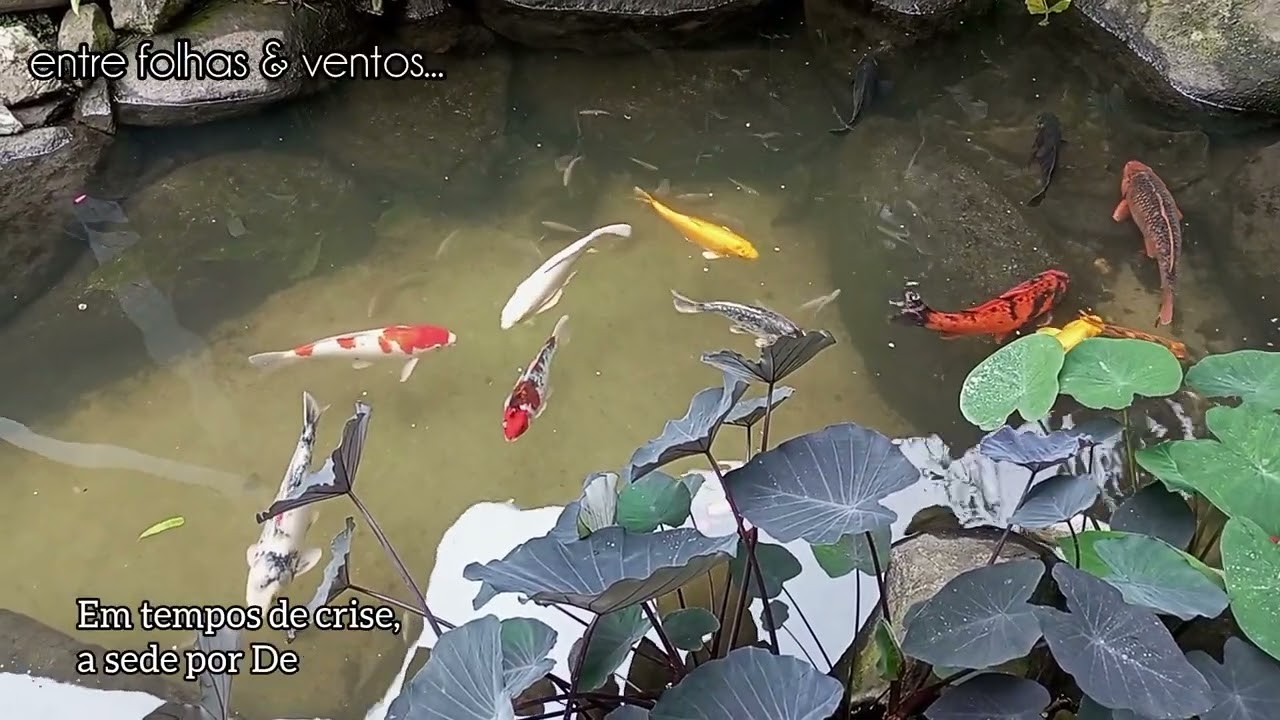 🏞️ Arroio e Lago das Carpas | Reflexão Salmo 42 📖