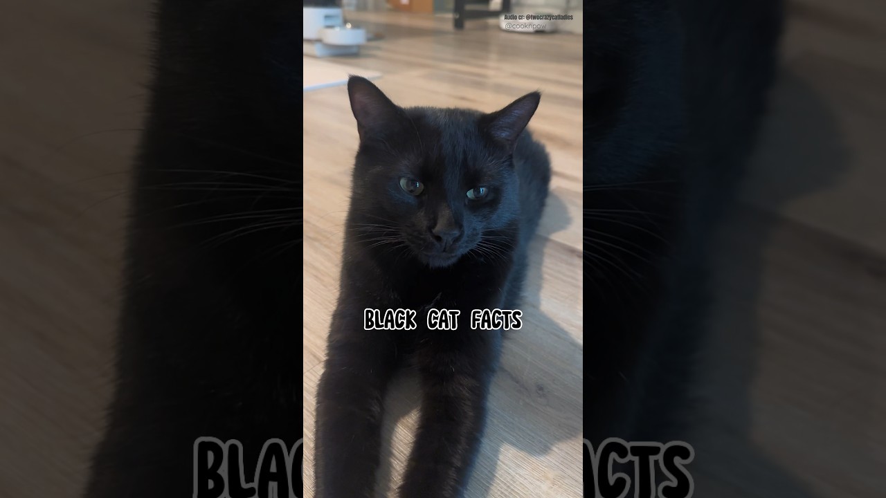 6 Fun Black Cat Facts you didn&rsquo;t know about #shorts #short #cat