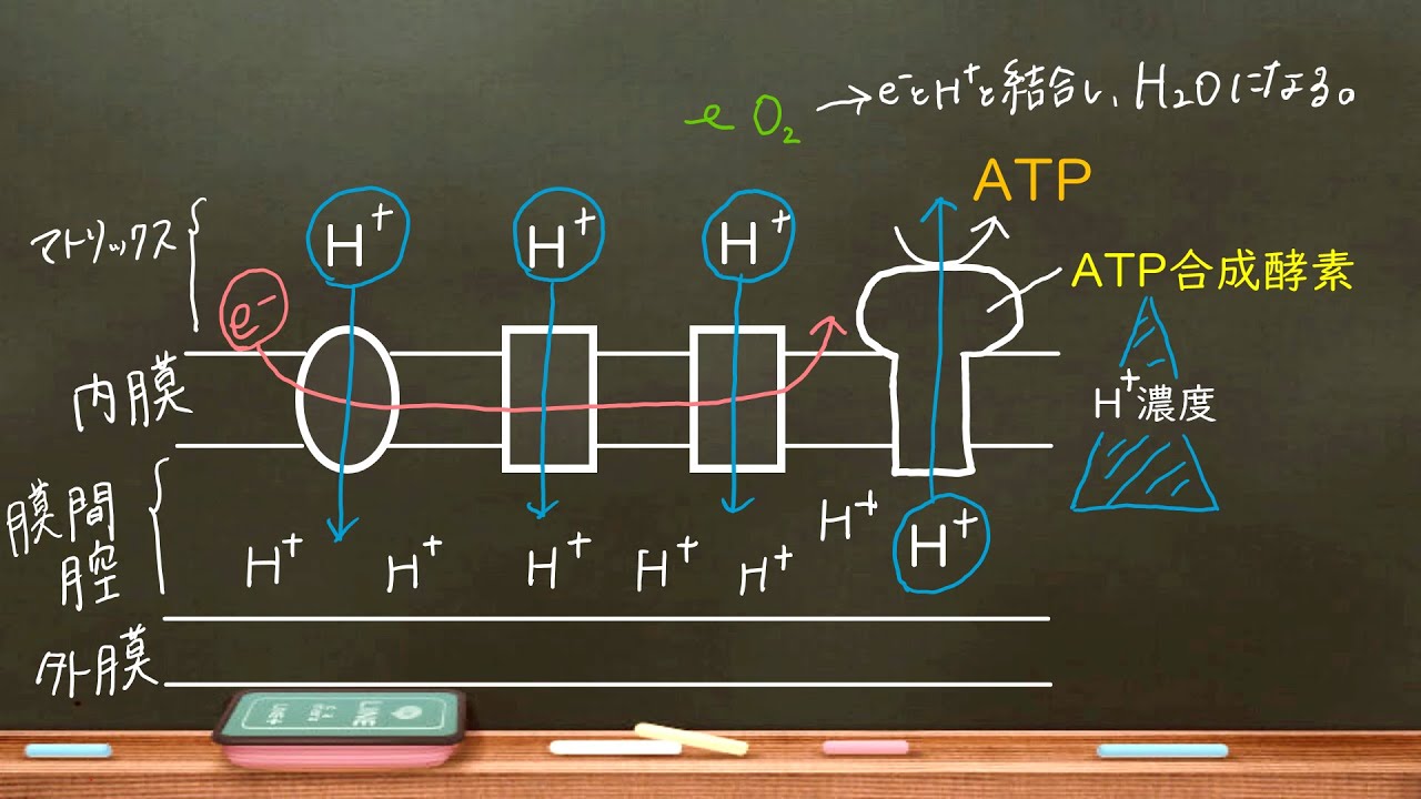 おうち生物　6.  呼吸のしくみ (高校生物)