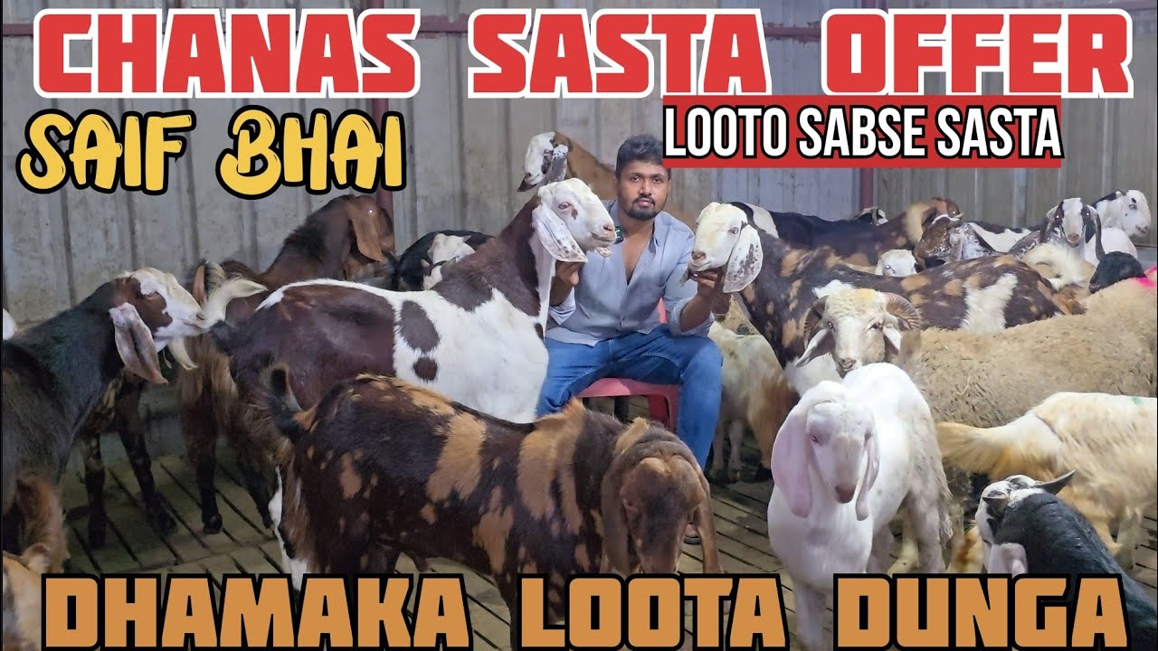 Biggest Dhamaka Sasta Offer Ghoust Se Sasta Chanas Looto Aur Shouk Karo || Saif Bhai Kalyan Mumbai||