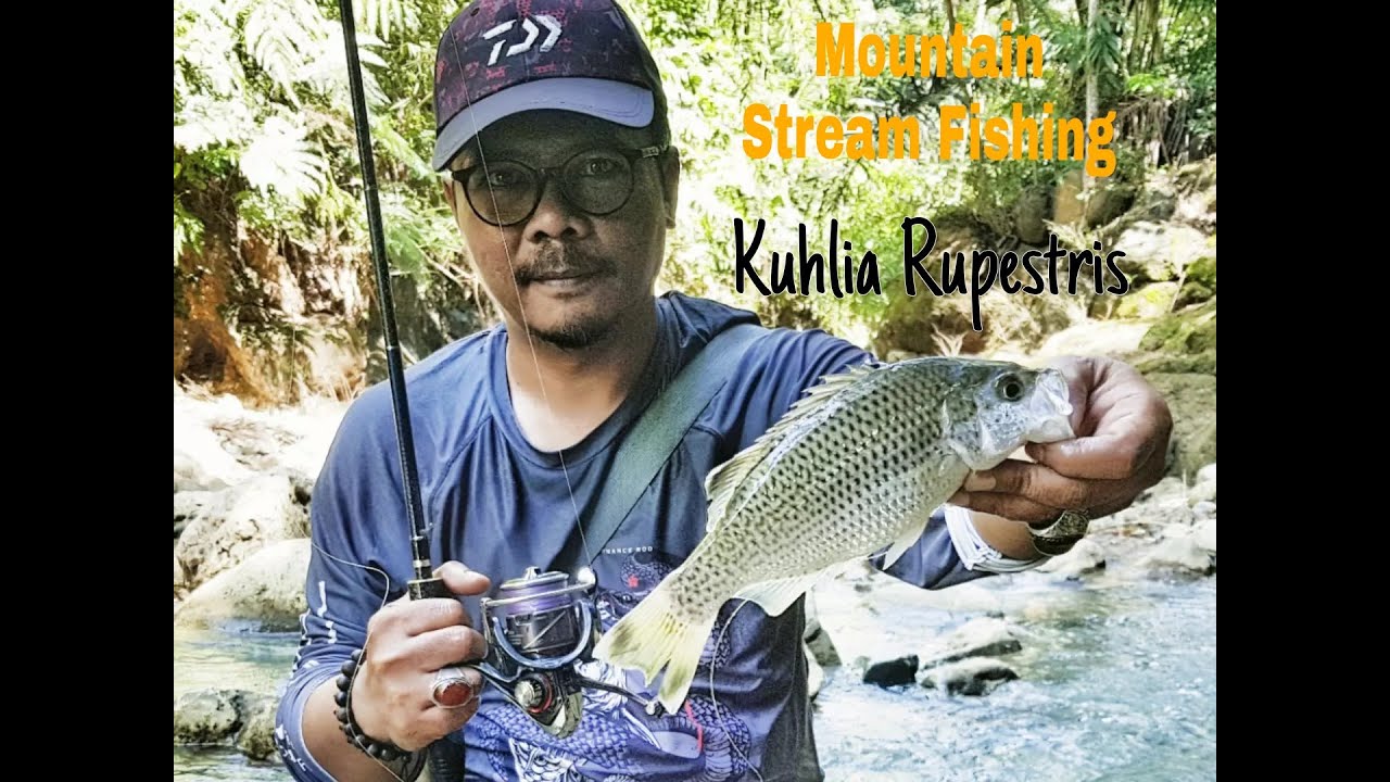 Mountain Stream Fishing || Kuhlia Rupestris || Jungle Perch