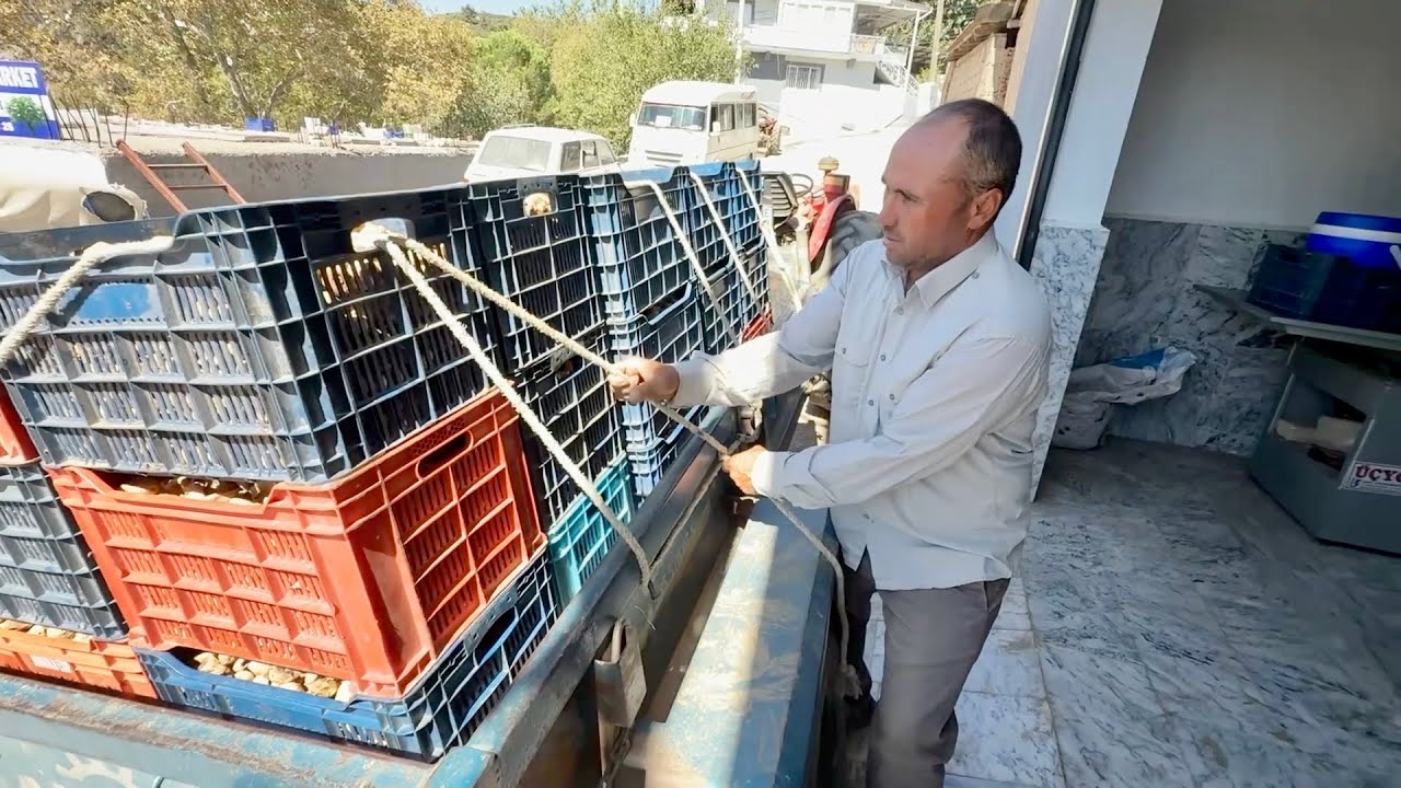 1079 kg Kuru İncirden Kaç Para Kazandık - Kooperatif Yolcusu Kalmasın