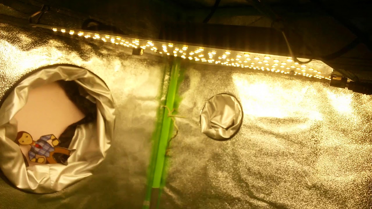 Day 16 flower under HLG 100 V2 quantum board grow lights