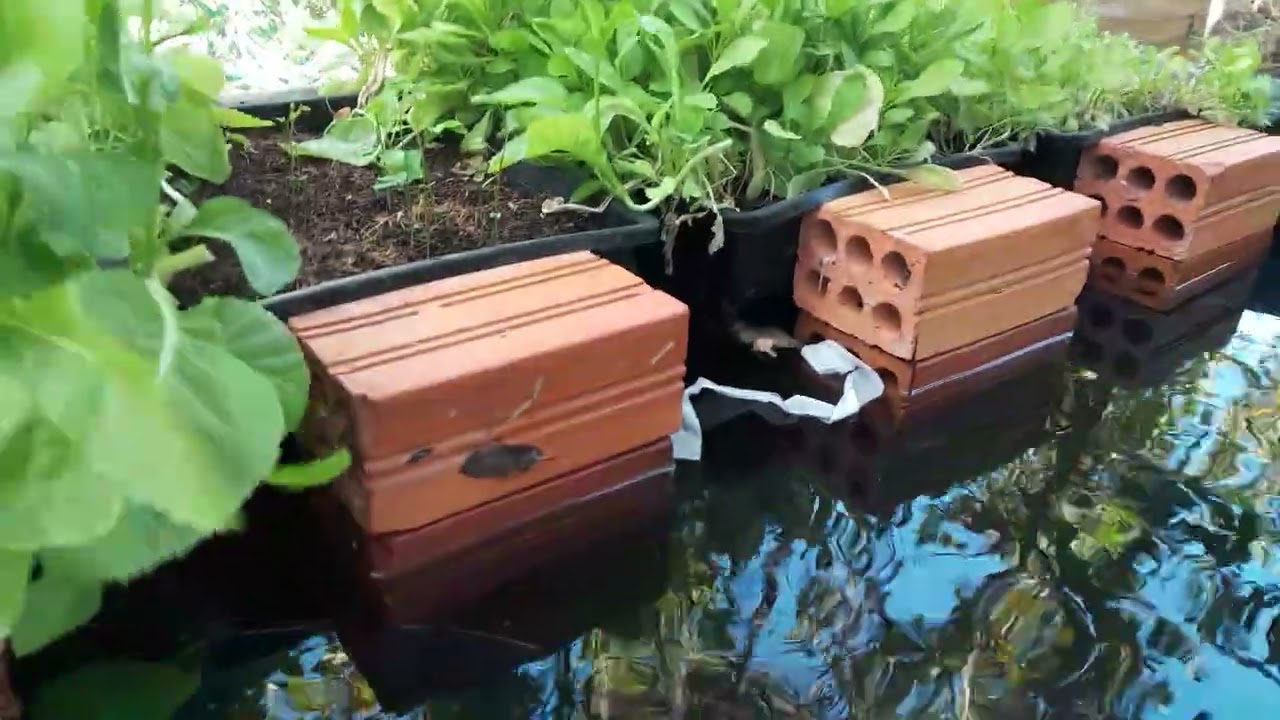 TỰ LÀM BỂ BẠT TRỒNG RAU ĐƠN GIẢN NHẤT.