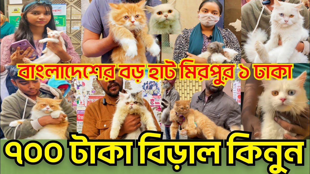 বাংলাদেশের বড় হাট মিরপুর ১ হাট ঢাকা।। mirpur 1 cat market।।মিরপুর ১ পাখির হাট।।mirpur 1 cat hat BD।।