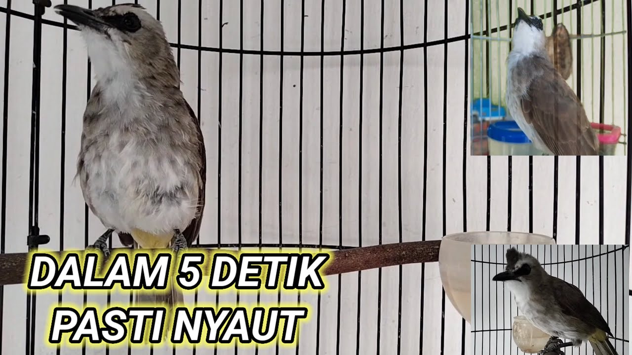 Suara trucuk saling bersahutan,untuk pancingan trucuk bahan agar cepat gacor