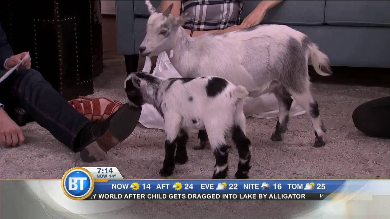 Baby goat needs a name