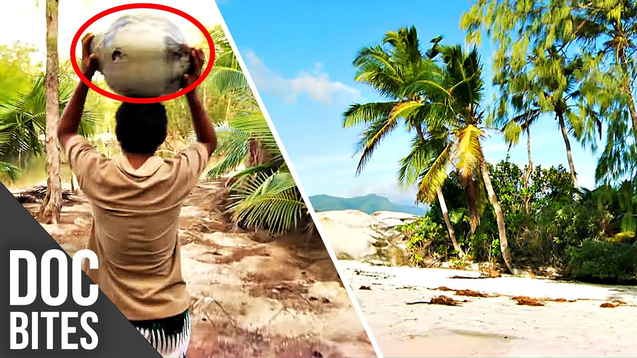 World's Biggest Nut - Coco De Mer | Did You Know? | Doc Bites