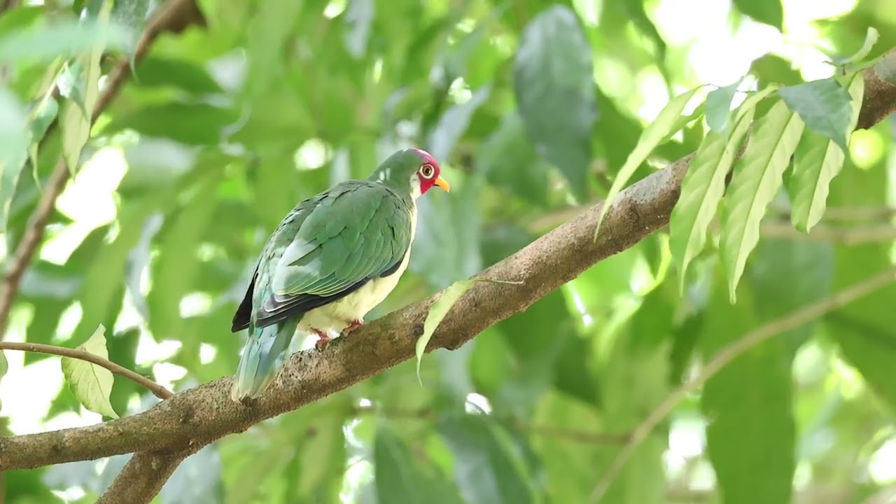 Jambu fruit dove