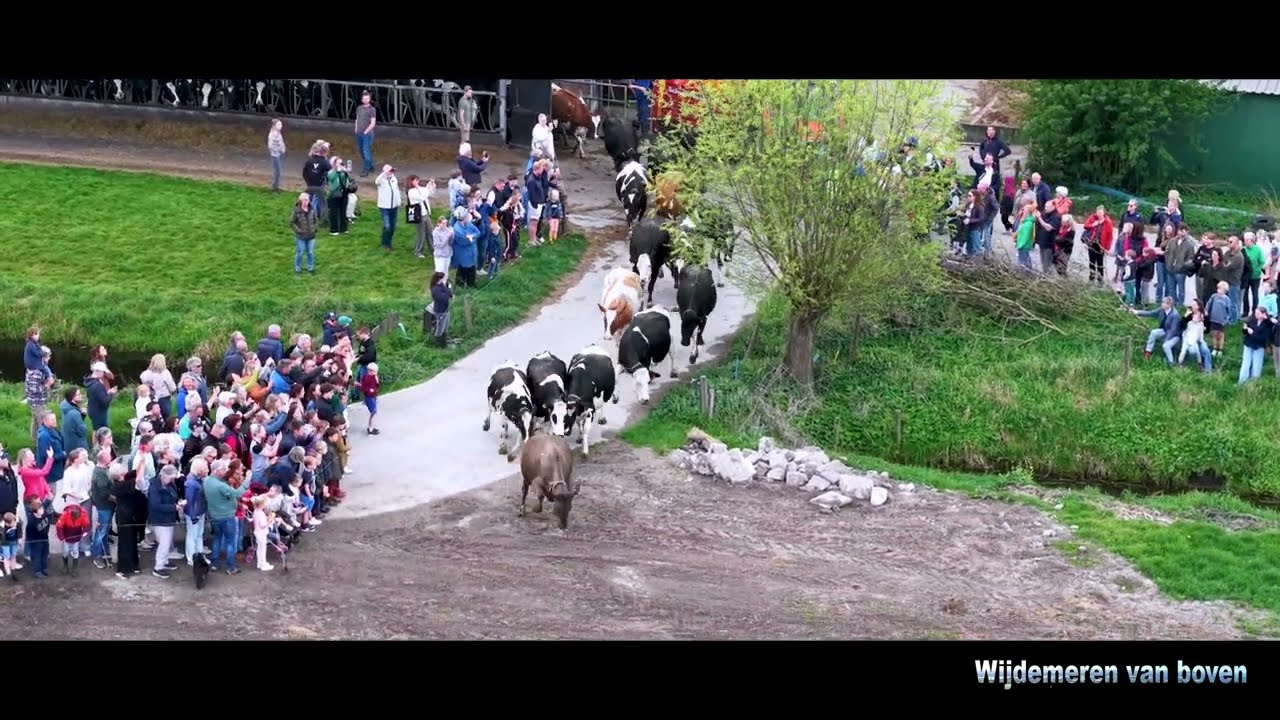 Bij Boerderij het Veldhoen mogen de koeien weer in de wei
