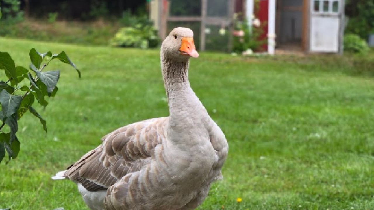 Meet Harper, my Buff Goose