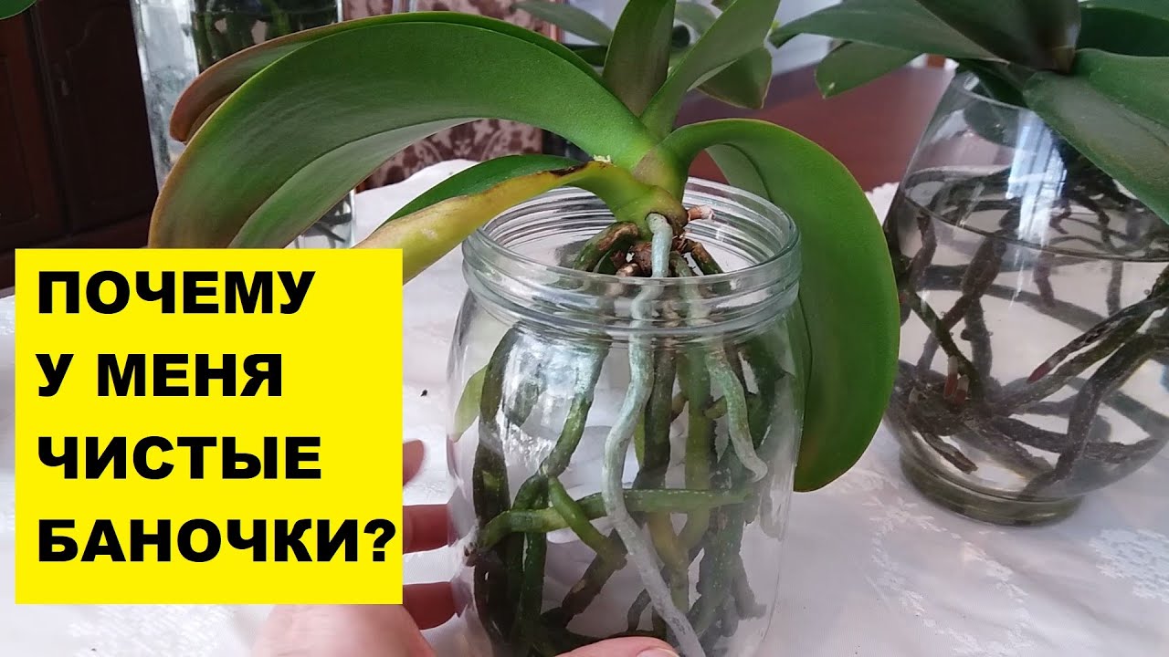 ПОЧЕМУ У МЕНЯ ЧИСТЫЕ ВАЗОЧКИ И БАНОЧКИ?