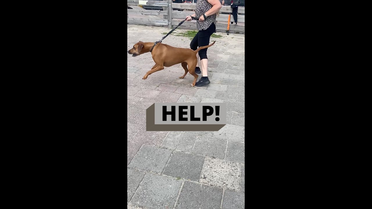 TREKKENDE HOND - Privé Hondencoaching Leidy Zijlstra