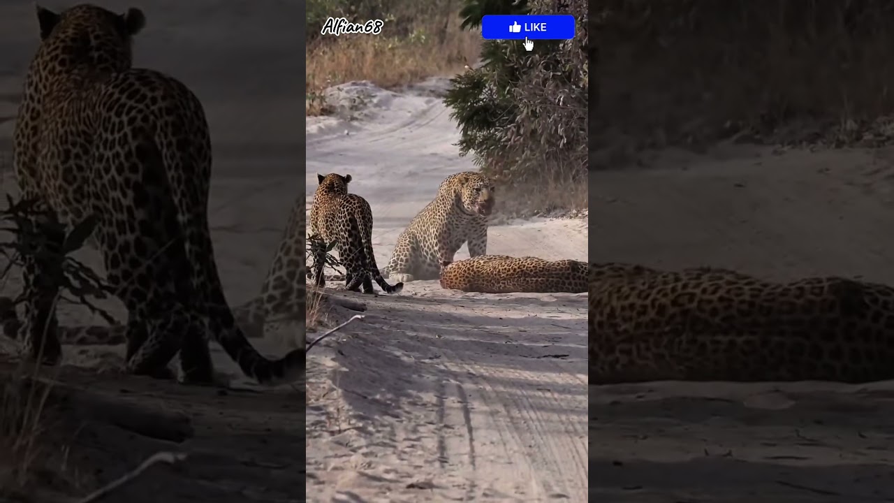 .🎬 Series Cheetah || Episode 5 &mdash; The Endless Cycle: Running Against Time. #viralvideo