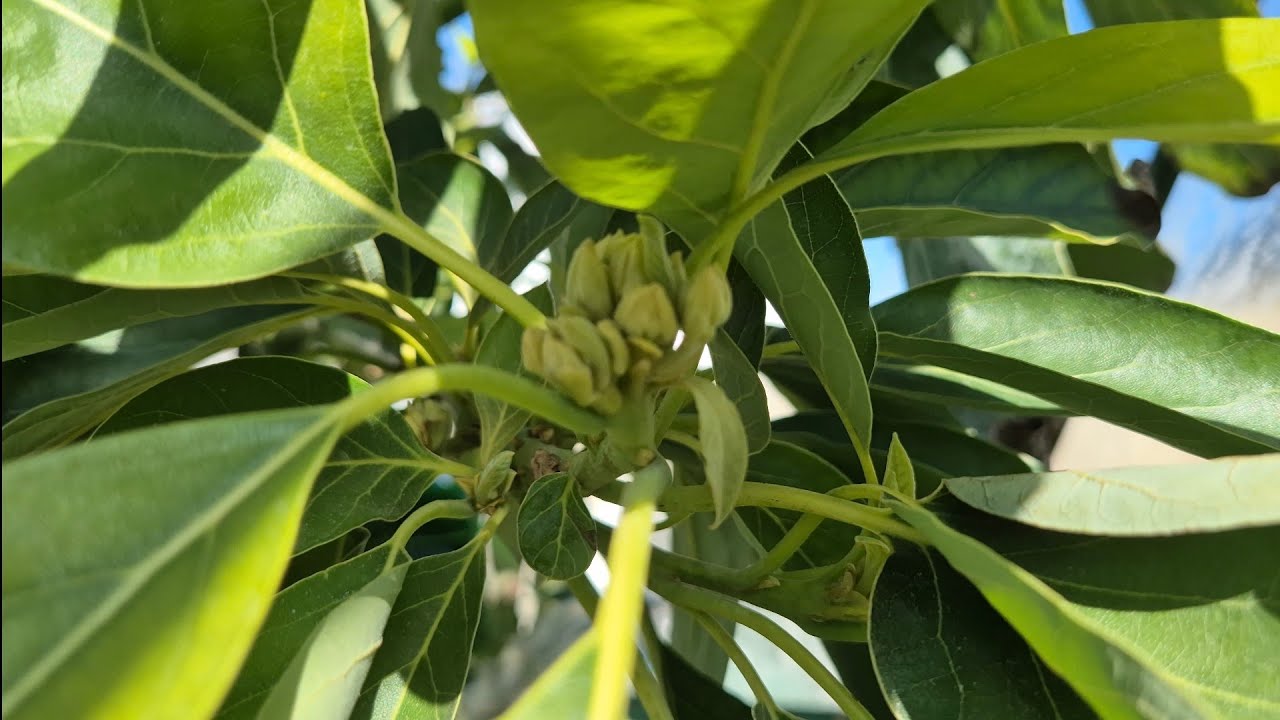 UK Avocado update (March 18th 2026)