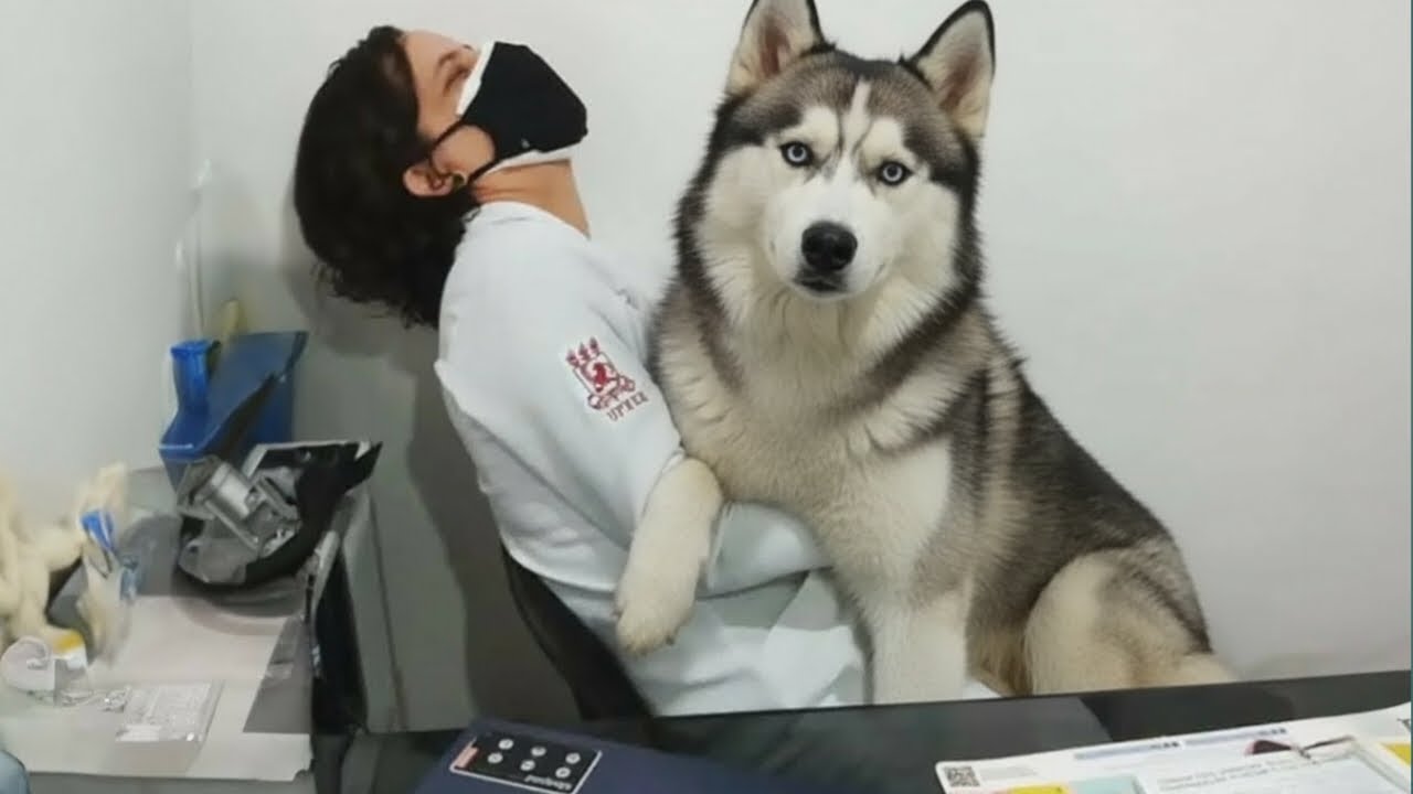 You Will Die Laughing At These Husky Dogs 😂 Funny Dog videos 2026