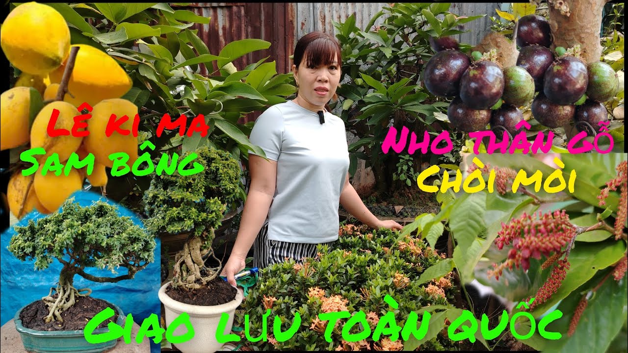 7/1 Giao lưu .Nho thân gỗ .sam bông .lê ki ma .chòi mòi .dáng quái đẹp giá rẻ
