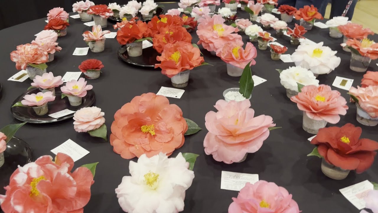 These Folks Love Camellias!