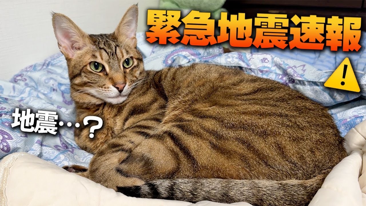 猫たちと寝ていたら緊急地震速報のサイレンが鳴り響きました