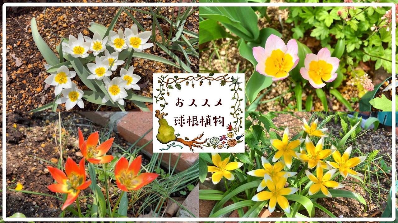 [お花紹介] 毎年咲くオススメ球根植物