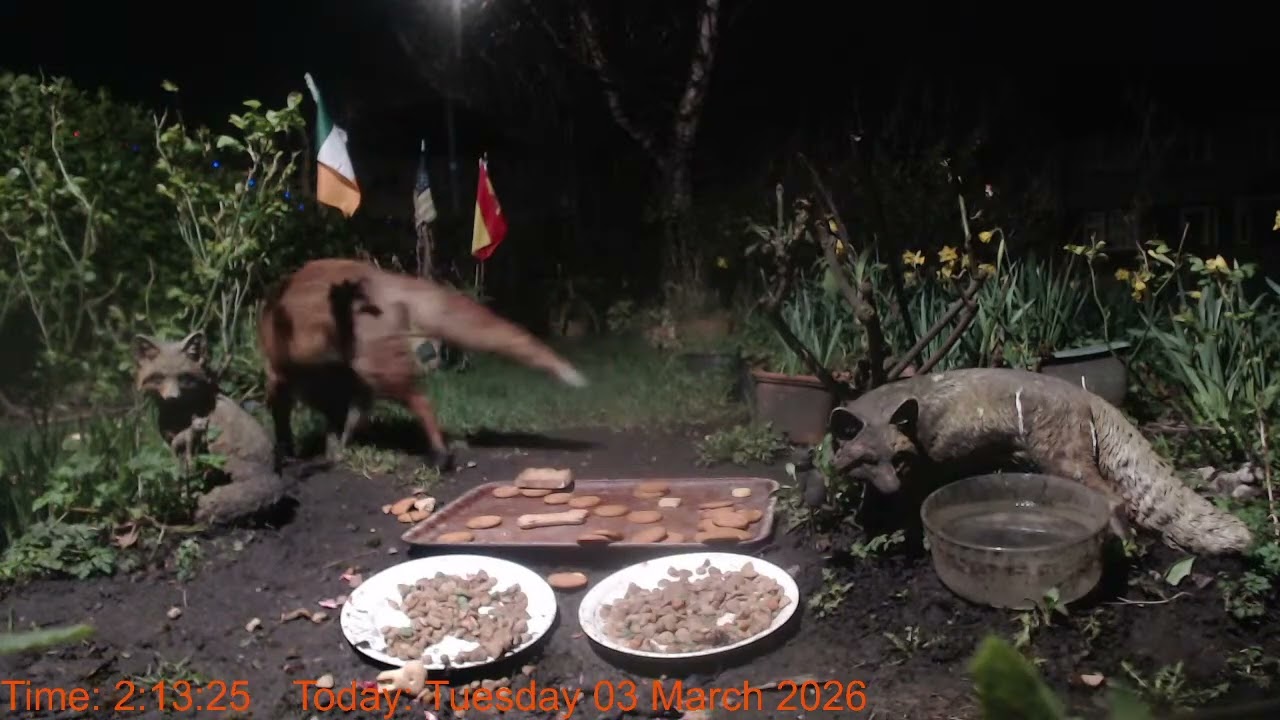 Foxheaven Dublin Ireland Livestream