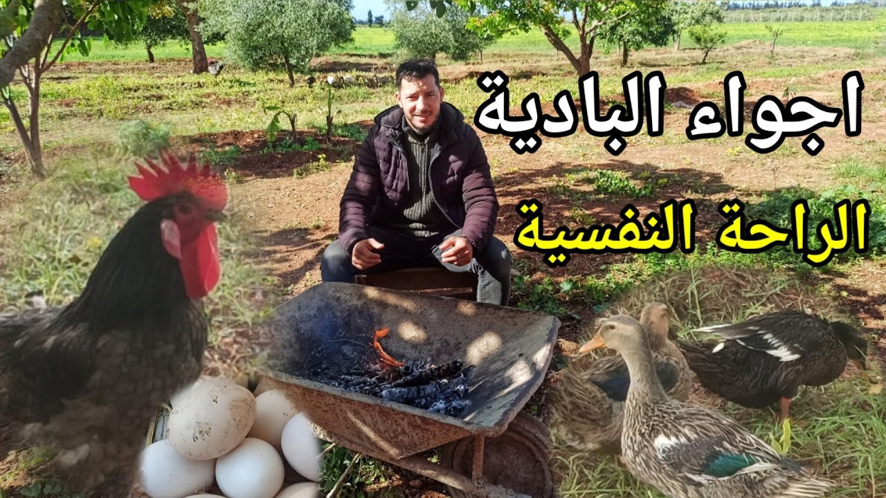 اجواء البادية المغربية منطقة بركان سلمانية تربية البط  la campagne au maroc
