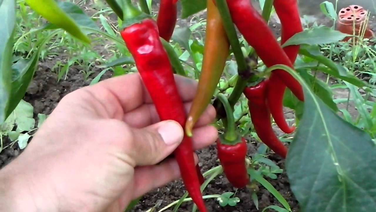 Organske Chili ljute paprike uzrele