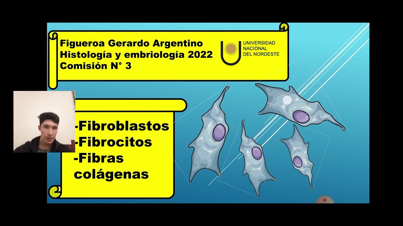 Fibroblastos, fibrocitos, fibras colagenas. de Figueroa Gerardo A.