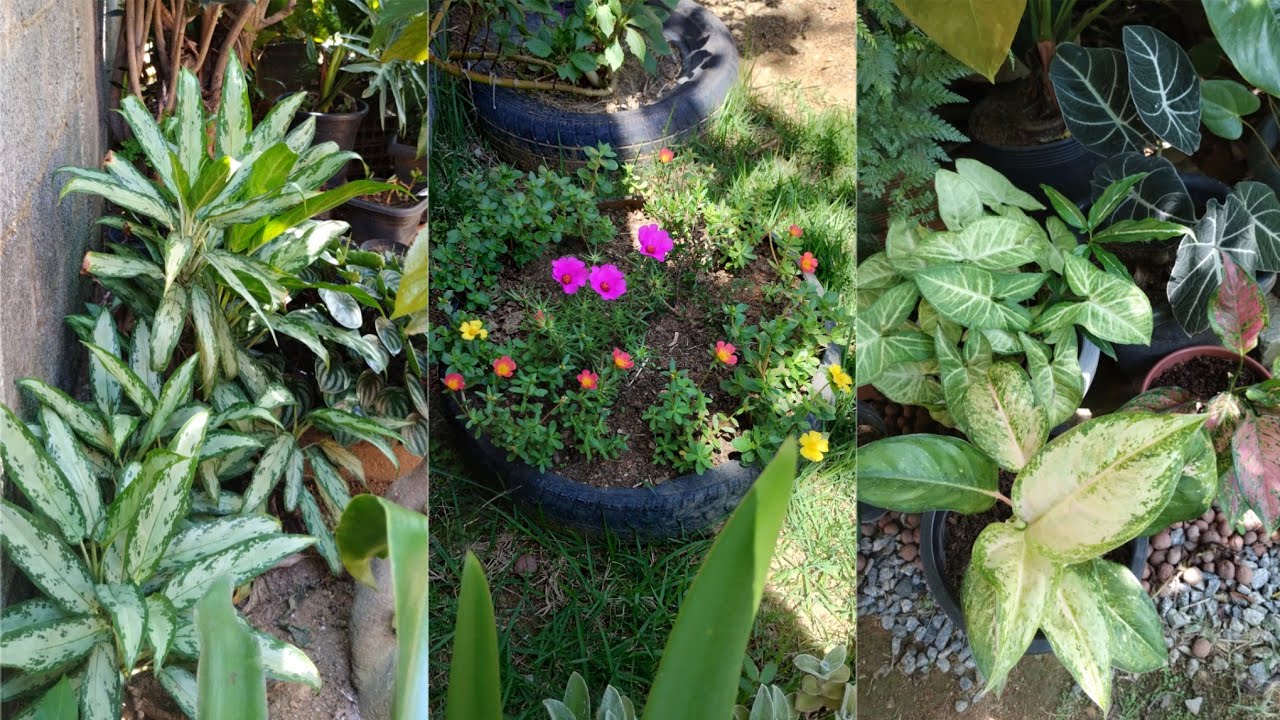 Cada dia uma surpresa no Jardim| plantas e flores lindas