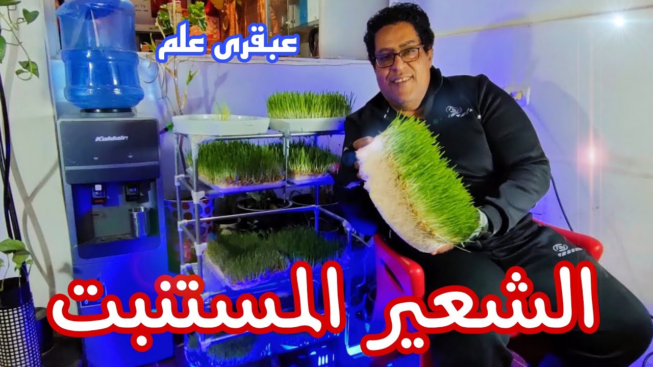 الشعير المستنبت .Sprouted barley.(سعر العلف 2 اتنين جنية )16 مليون مشاهدة.زراعةالهيدروبونيك المائية