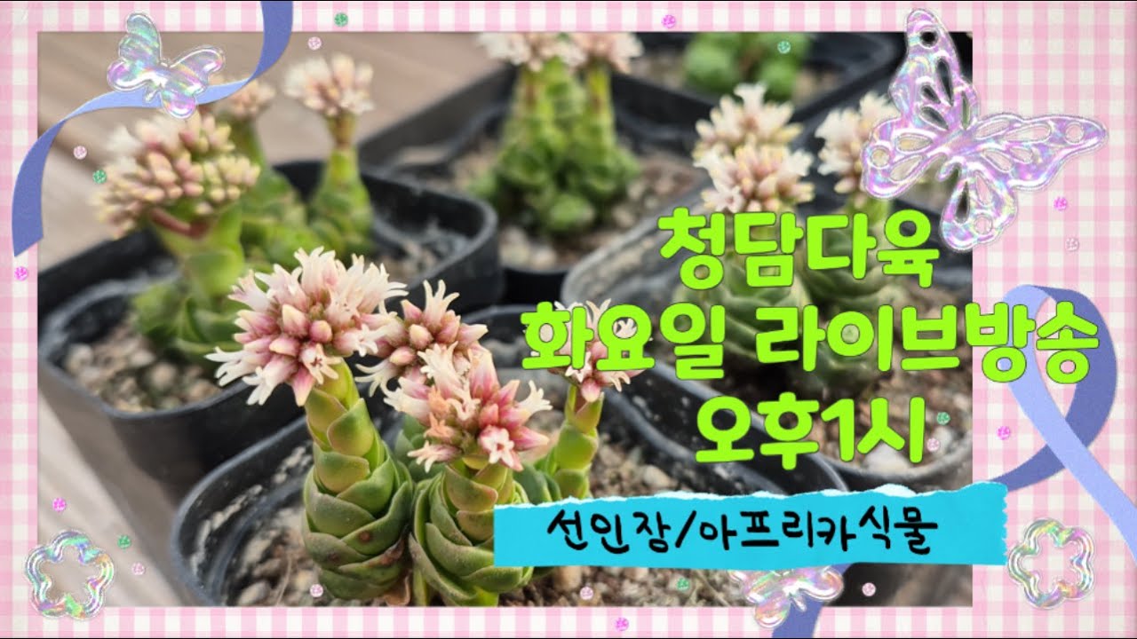 청담다육 라이브방송 (☎️010 4122 3663) #선인장 #아프리카식물 #cactus #サボテン #succulent
