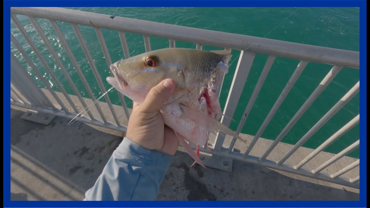 PESCA DE PARGO Mutton Snapper Secrets in Florida!