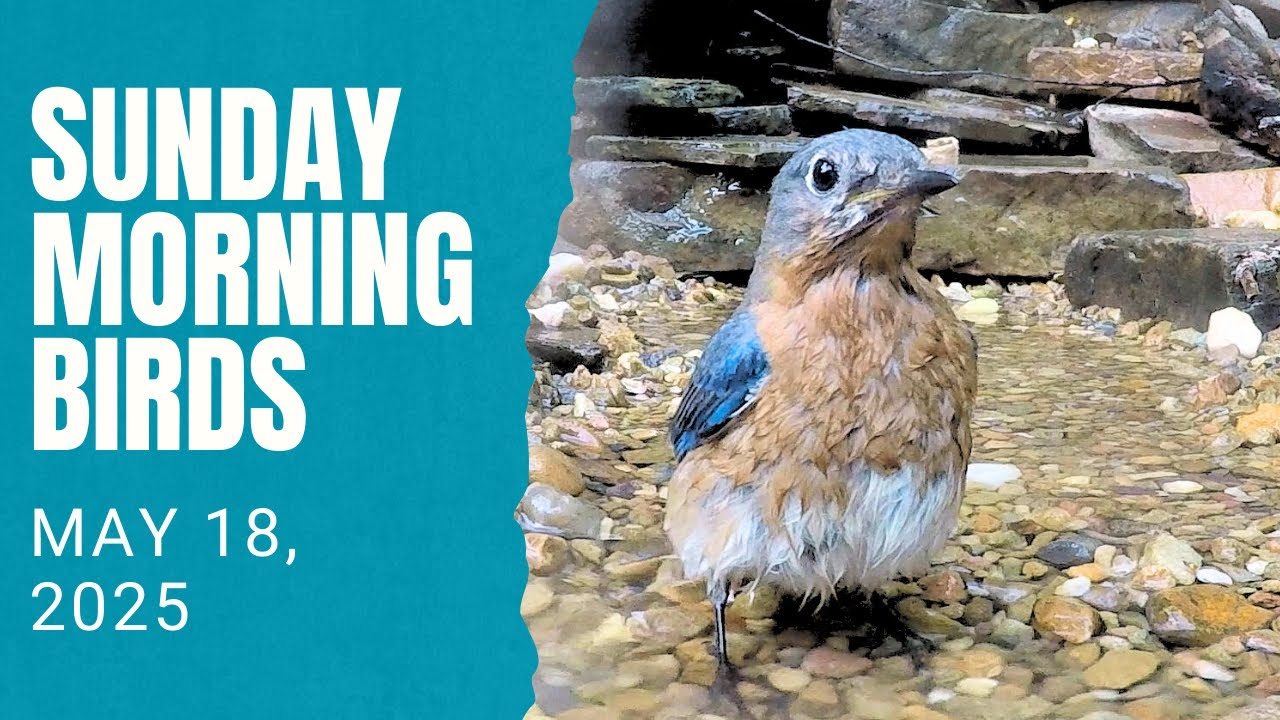 Bath Time for the Birds